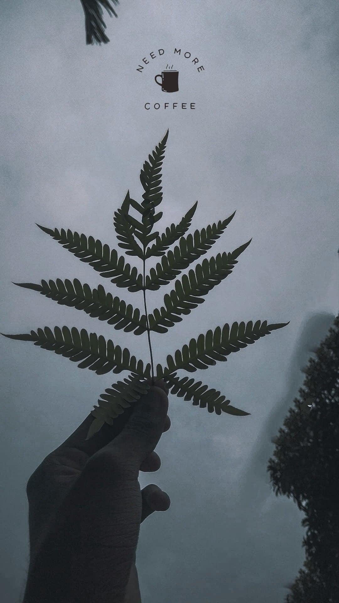 Picturesque editography retouching and background removalist