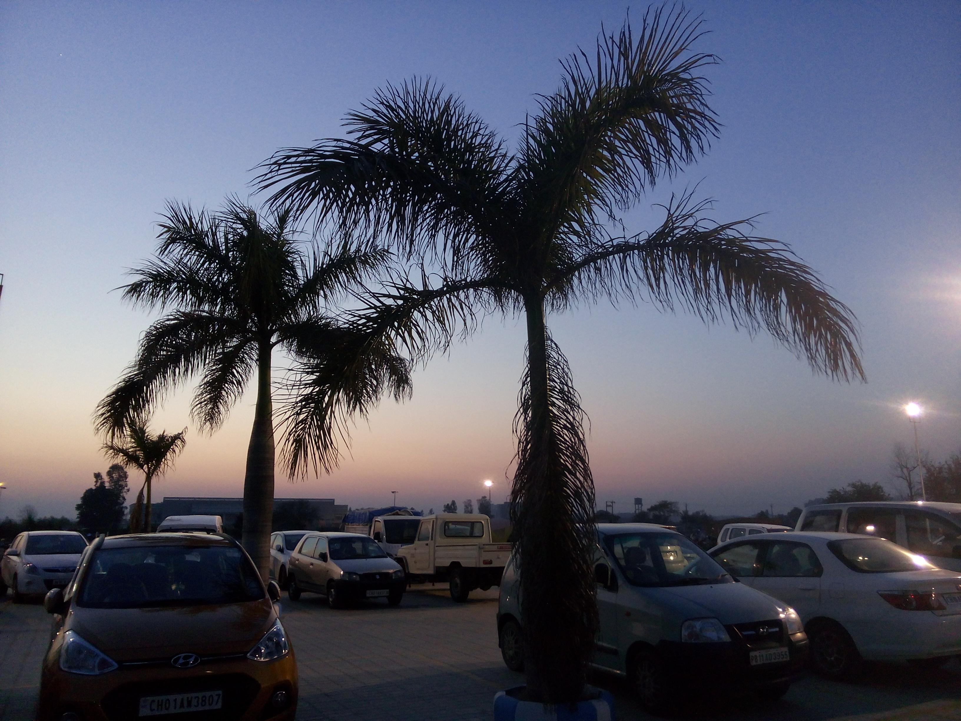 Connect your domain with your blogger for adsense