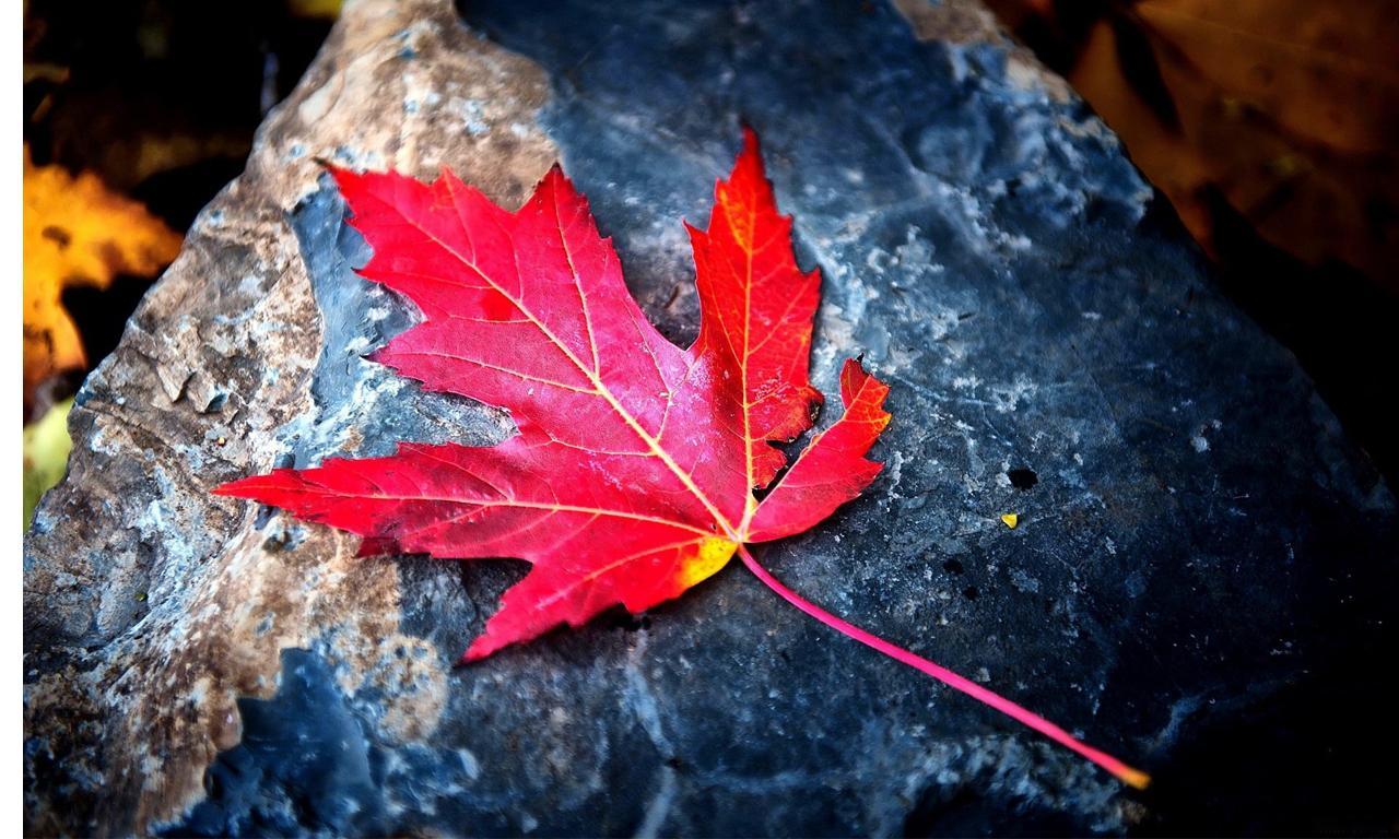 Google 1st Page, through Our incredible 500+ High Authority Seo backlinks