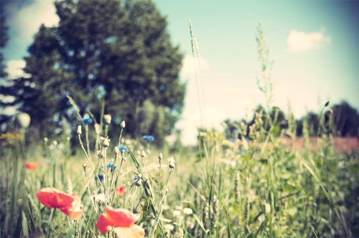 Remove Background or Enhance your Pictures (Any 10 Images)