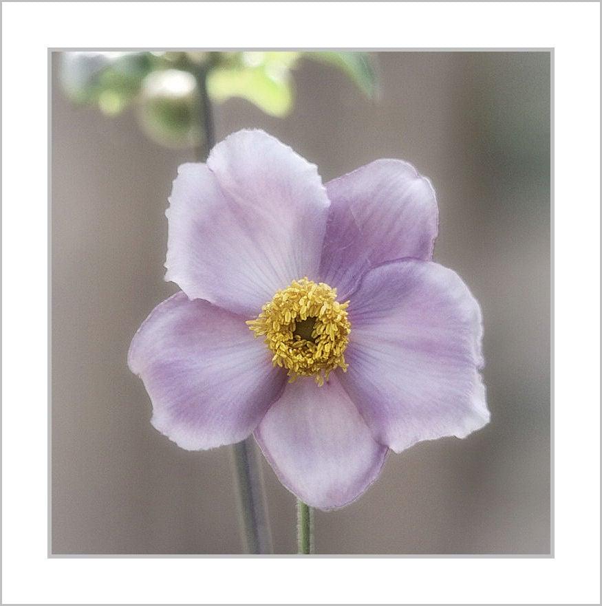 Quality Pencil Work Drawings/Sketches for your Art Project in Pencil 