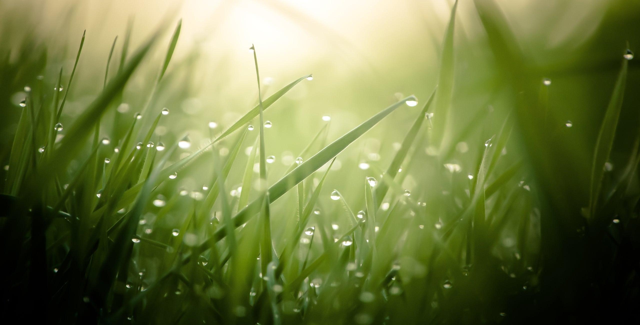 Website advertising space 30 day period