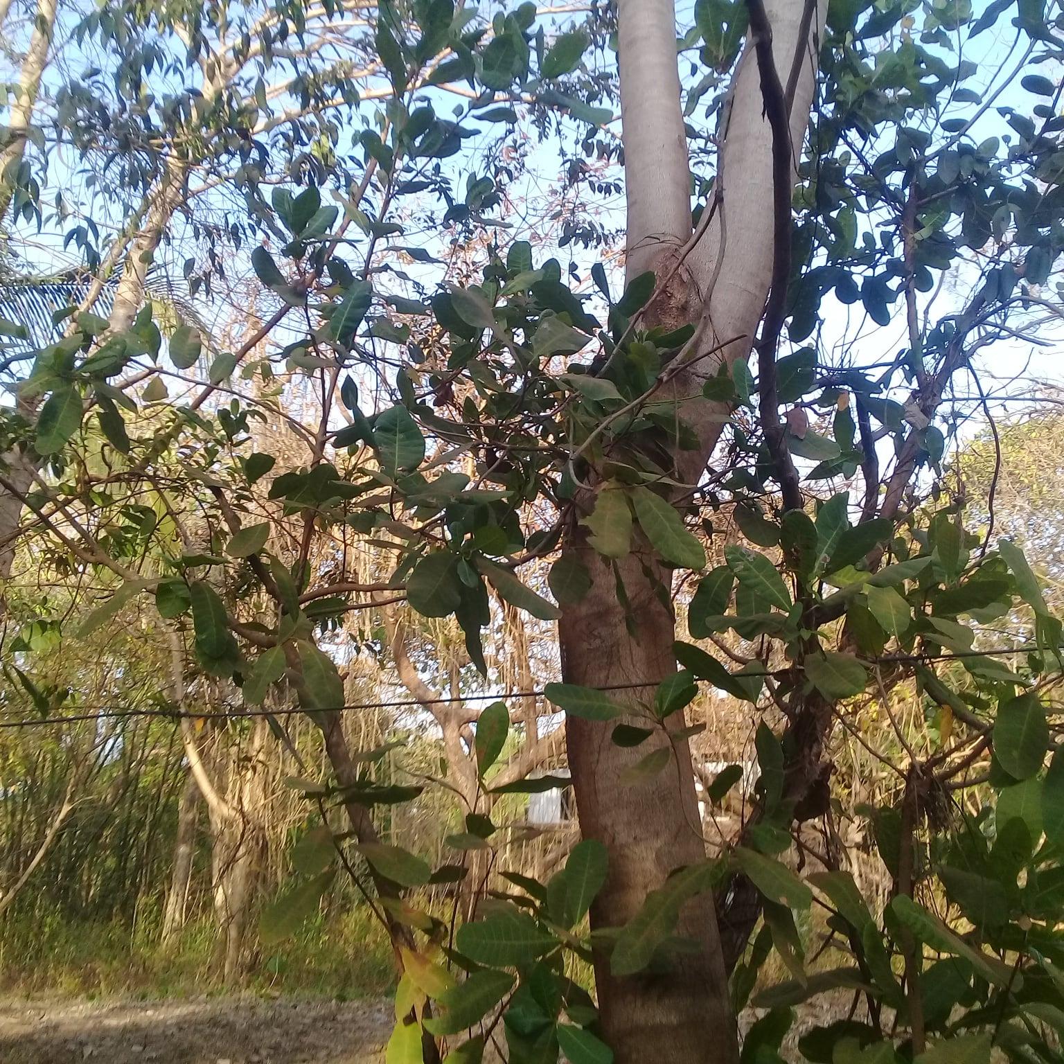 Directories creator 1000 in 1hour