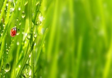 Best promoter channel service firstly give