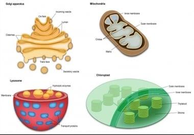 I will design superb medical, scientific illustration, infographic