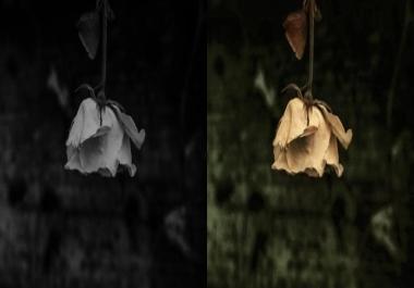 I will colorize your black and white photo within 8 hours