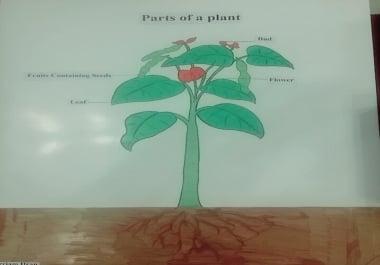 Drawings and Sketches,  for student's projects and school work,  can draw any sketch of any image.