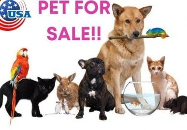 I will pets ads post top USA Sites