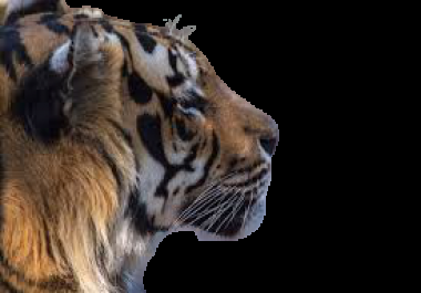 I can remove background from any Image and I am professional too