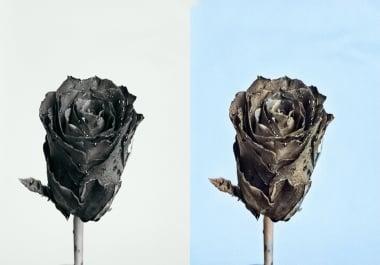 I Will Colourized and restore your Black & White Photos