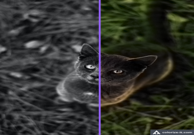 I will Colourise your black and white image. I can also remove the background of the image