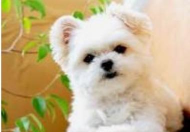 I'm going to write an exclusive article on dogs.