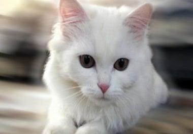 An exclusive 600-word article on the importance of caring for cats