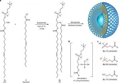 How A Natural Enzyme Can Improve And Maintain Your Health