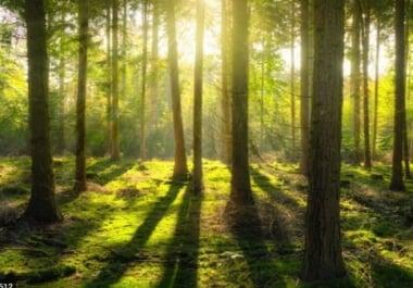 Informational tree video with website