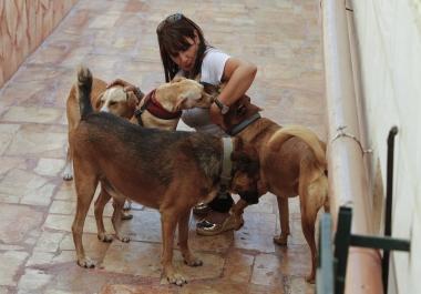 I am talking here about the life of dogs and their living with humans and the denial of their presen