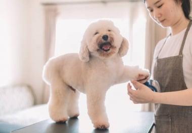 Pet Grooming kit and how to traning pet in grooming
