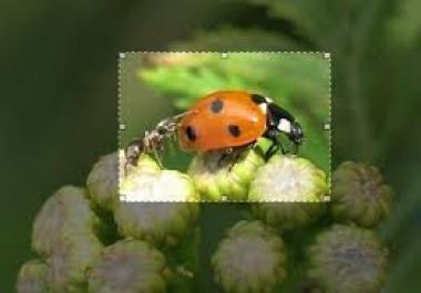 30 Crop or resize image or photo