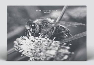 Design An Album Cover or single