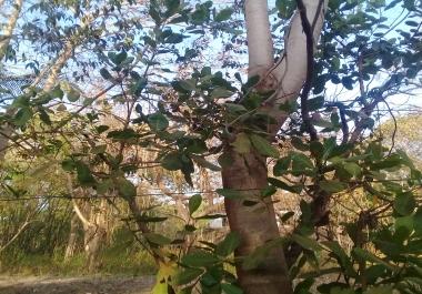 Directories creator 1000 in 1hour